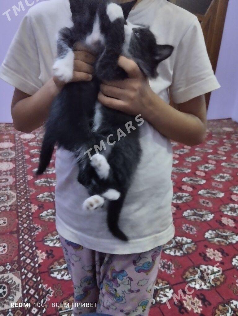 пишик - Daşoguz - img 2