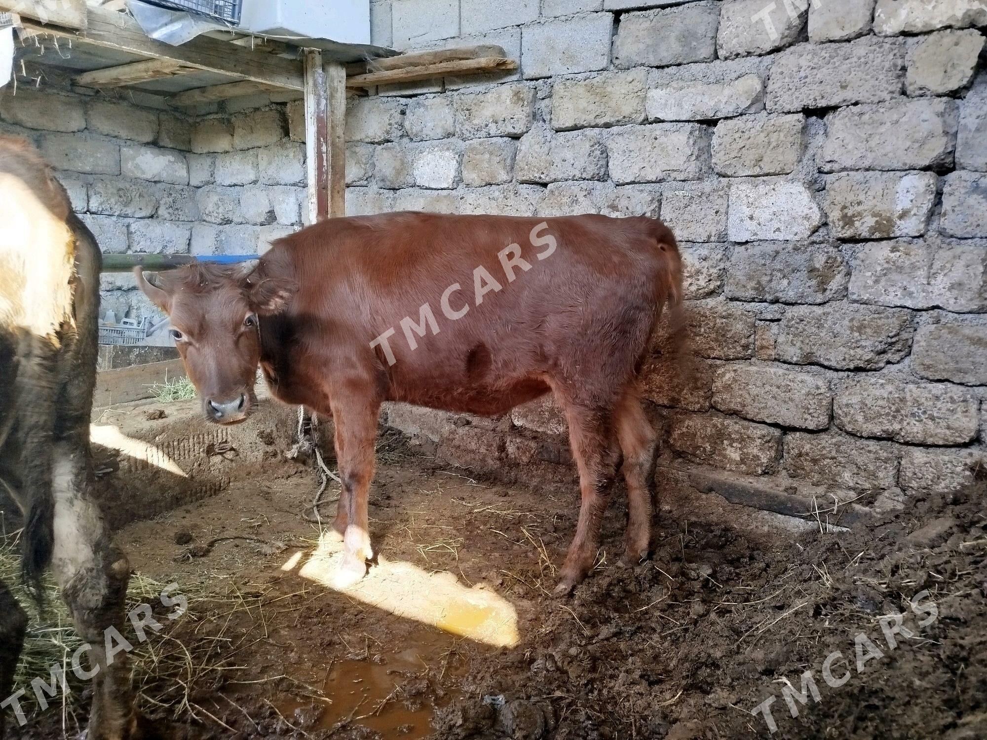 Bakylan Tuwe - Çoganly - img 2