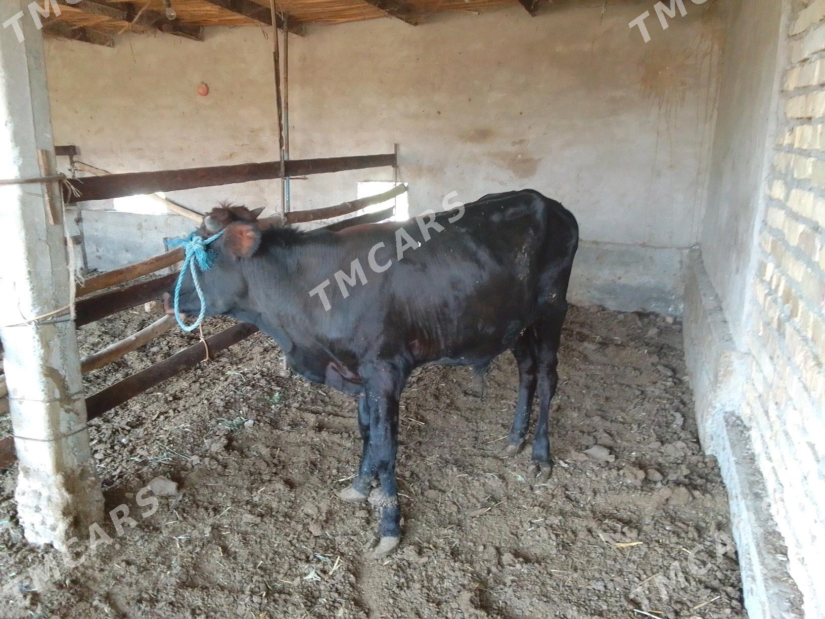 Öküzler - Çärjew - img 2