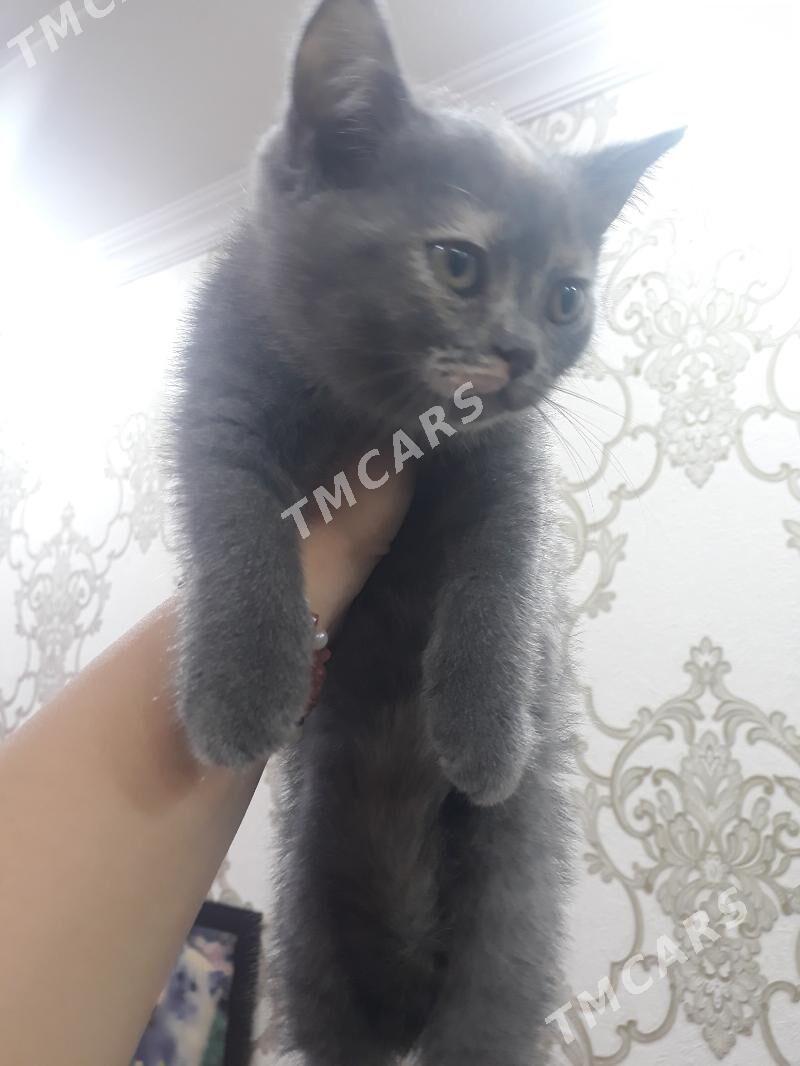 Продается шотландский котенок. - Туркменабат - img 2