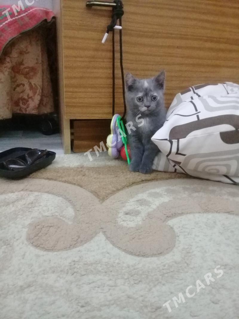 Продается шотландский котенок. - Туркменабат - img 5