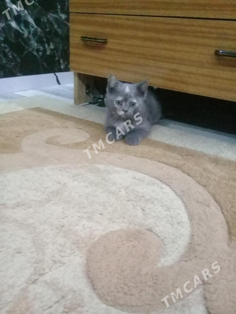 Продается шотландский котенок. - Туркменабат - img 10