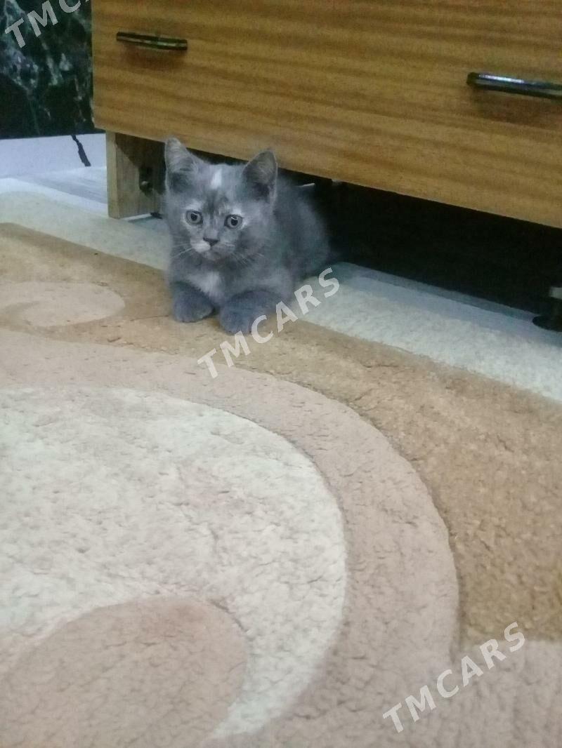 Продается шотландский котенок. - Туркменабат - img 6