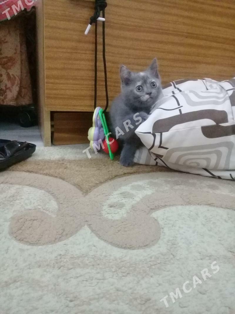 Продается шотландский котенок. - Туркменабат - img 7