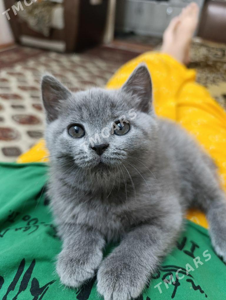 котенок британец - Türkmenabat - img 3