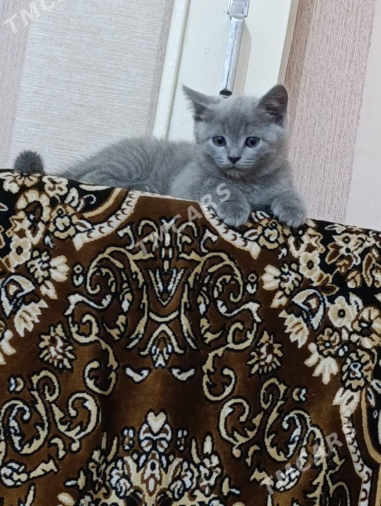 котенок британец - Türkmenabat - img 2