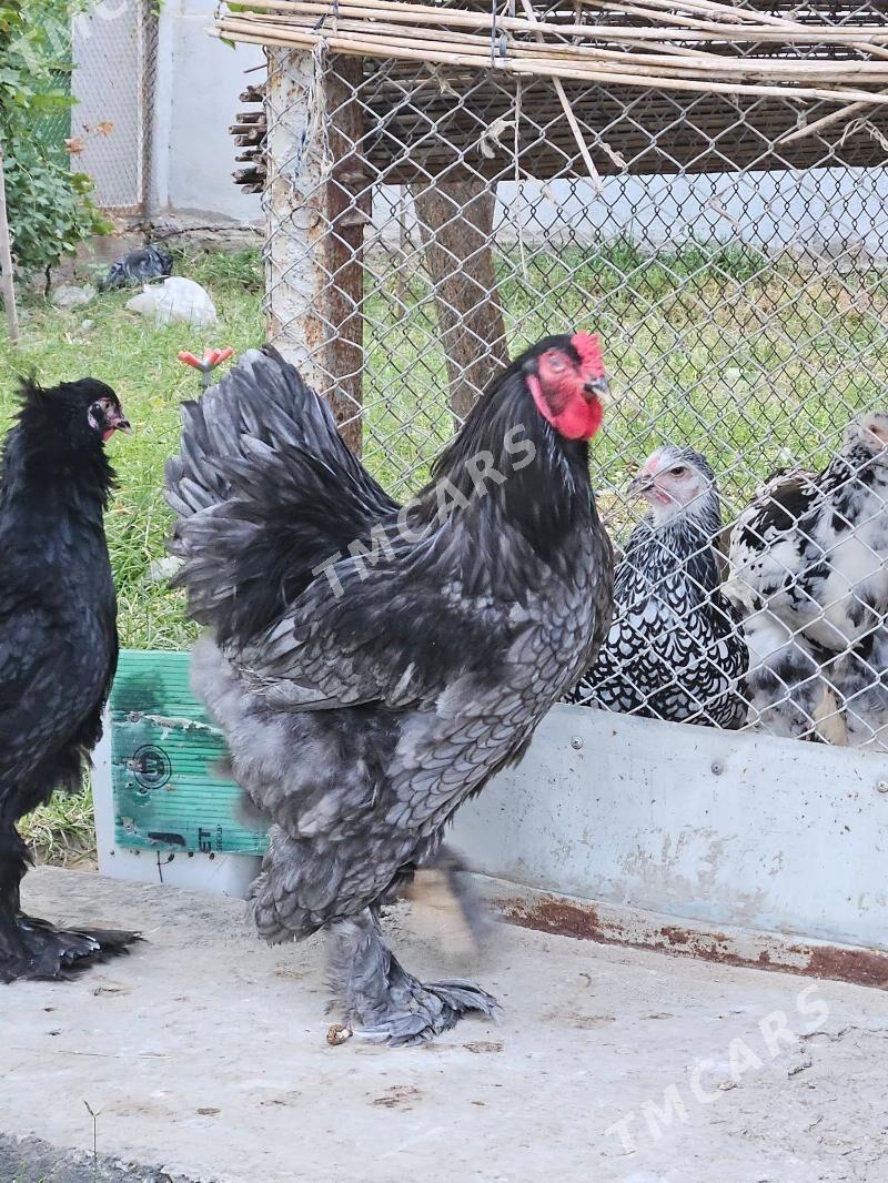Brama Blue - Çoganly - img 2