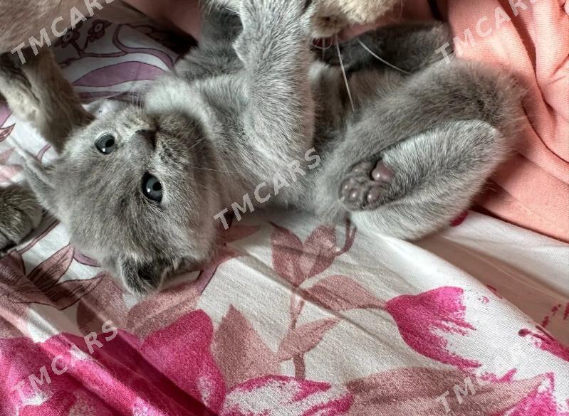 веслоухий котёнок - Мир 7 - img 2