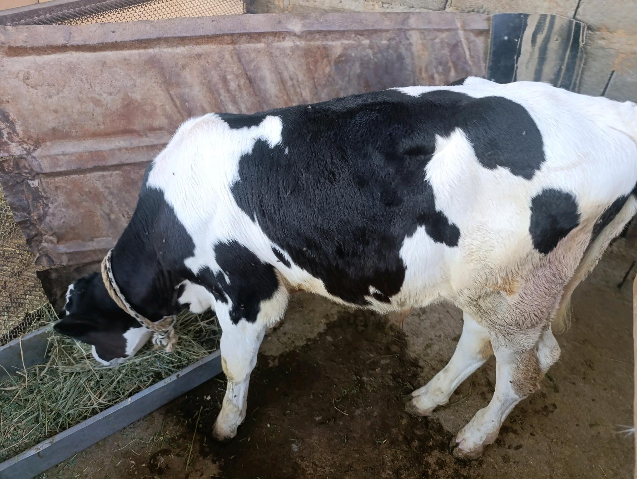 Öküzler we tüwe - Gökdepe - img 2