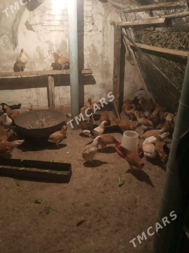 towuk 6 , 7 aŷlyk - Änew - img 2