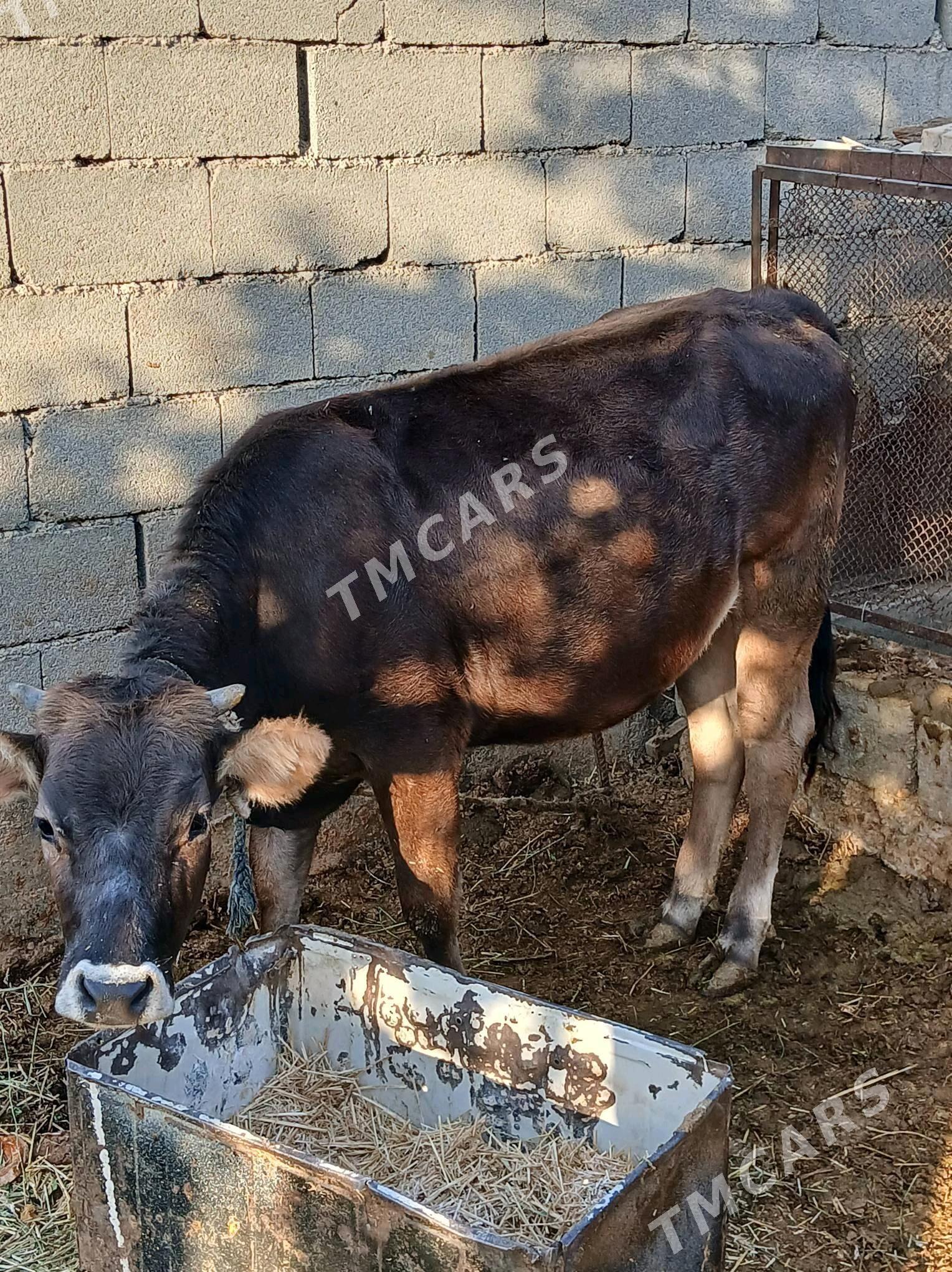 тохум.  туве - Gökdepe - img 2