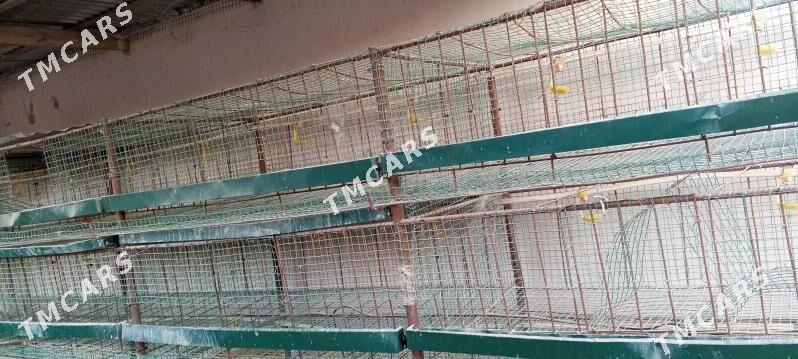 Клетка для кур - Türkmenabat - img 1