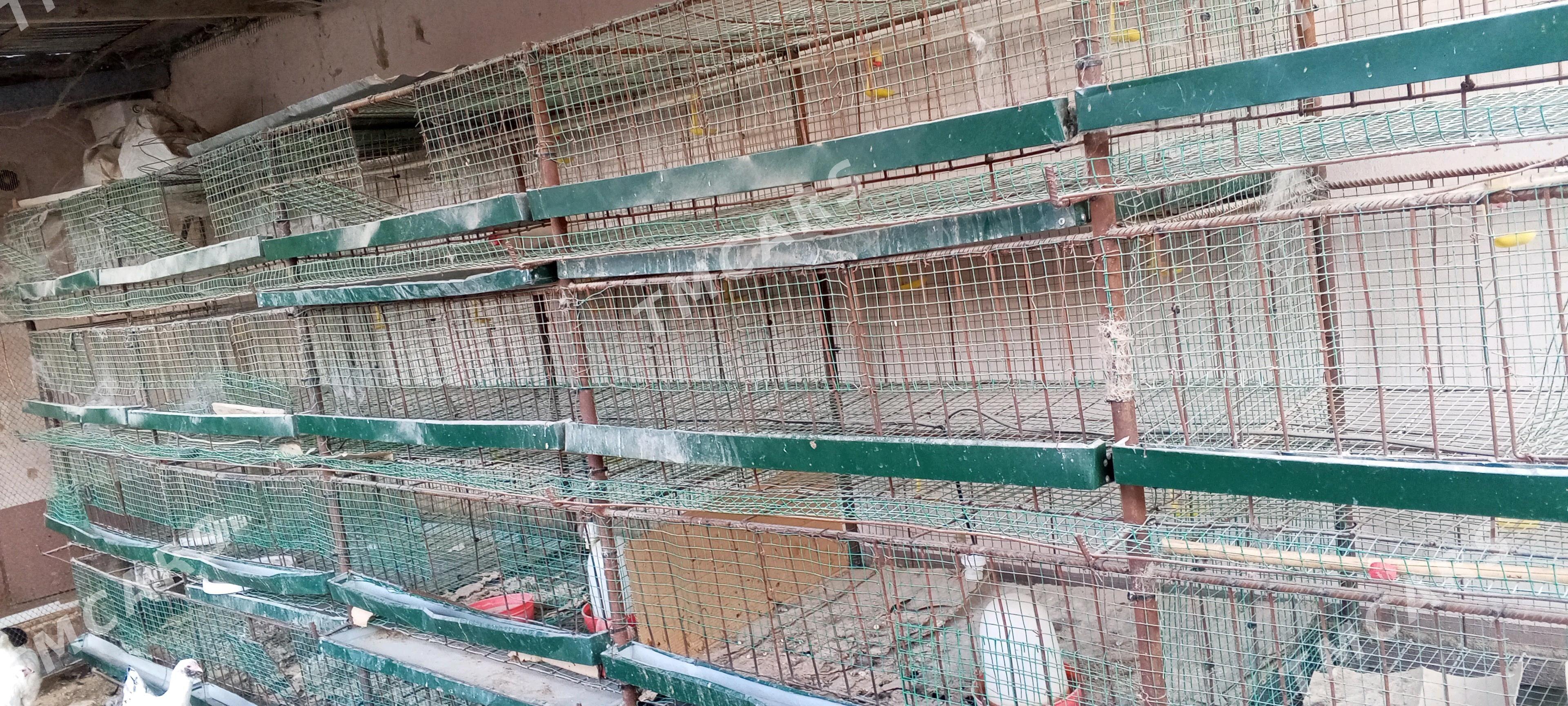 Клетка для кур - Türkmenabat - img 3