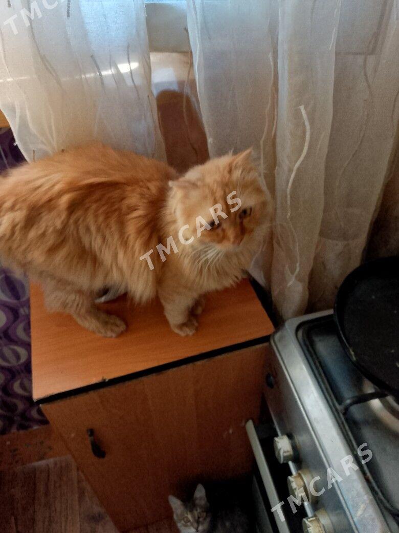 отдам котят - Ашхабад - img 5