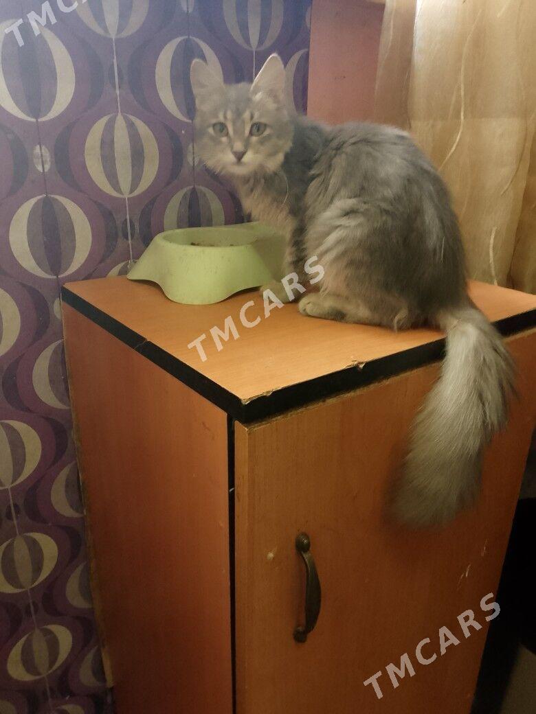 отдам котят - Ашхабад - img 3