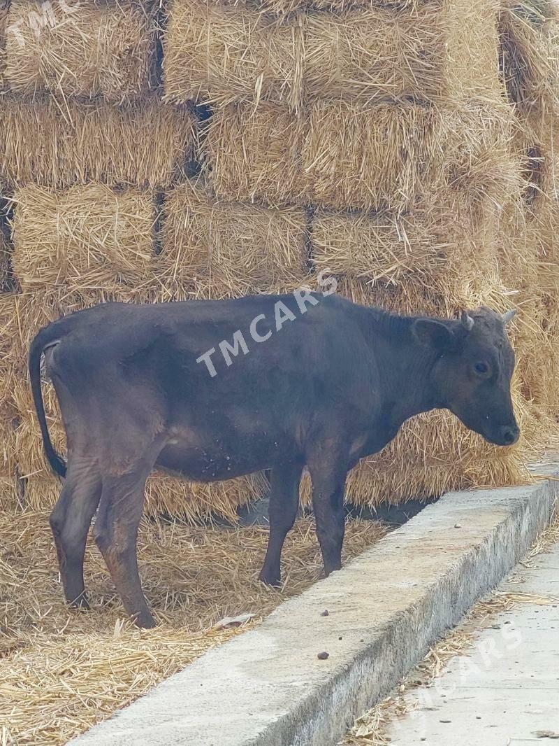 Tüwe - Bäherden - img 2