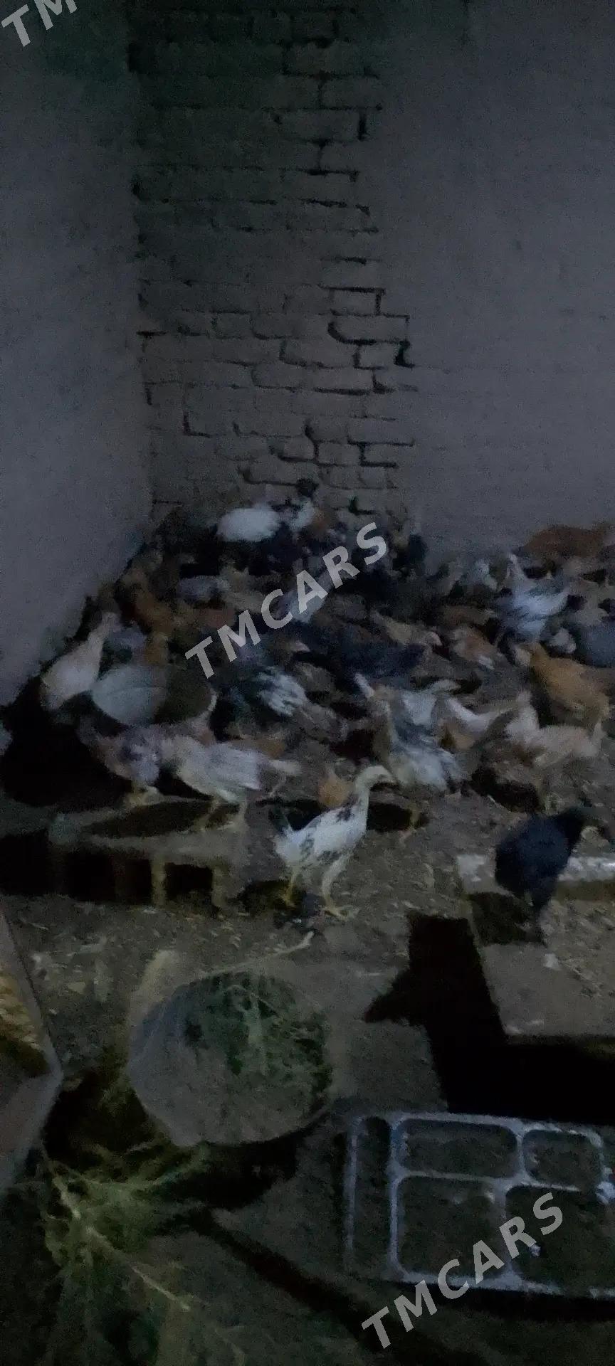 jüje - Кака - img 3