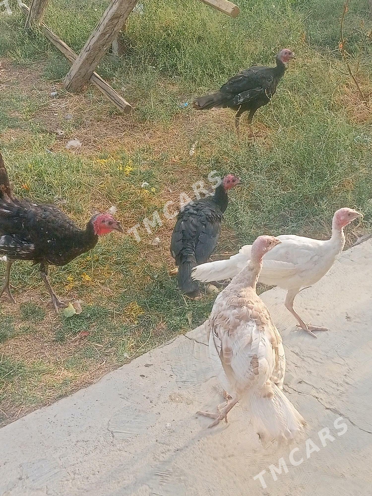 İnduk - Багир - img 2