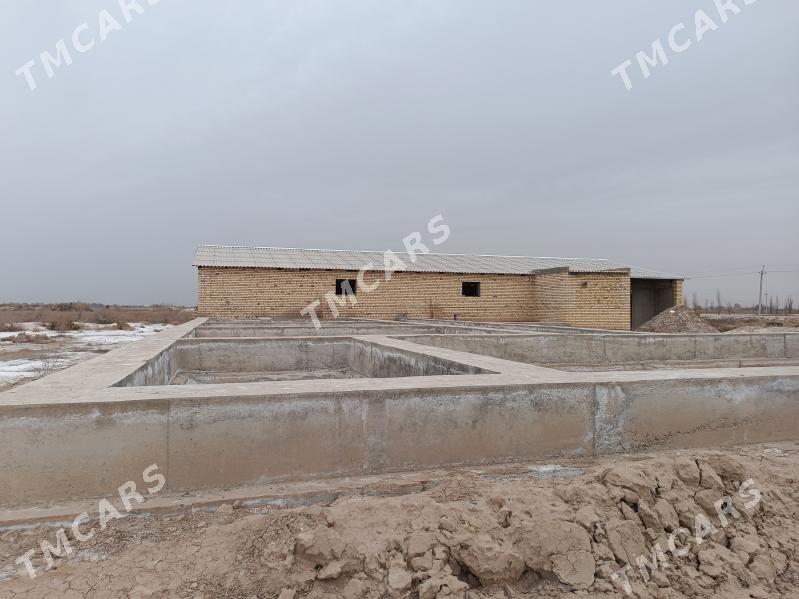 Ferma - Мары - img 3