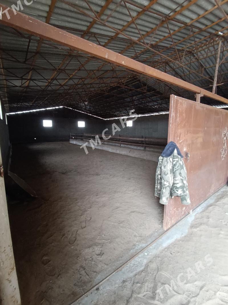 Ferma - Мары - img 1