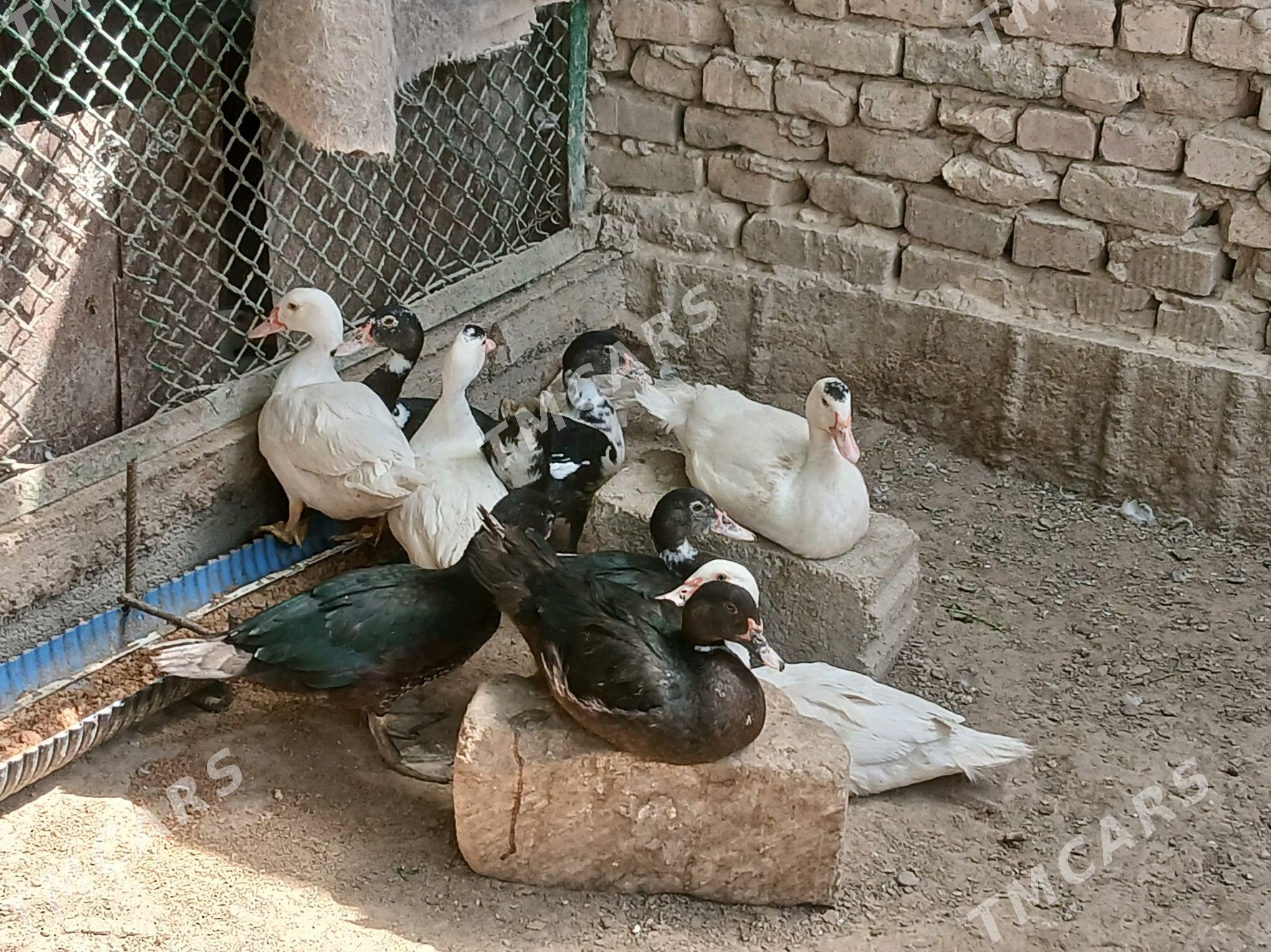 Indawutga.Ördek. - Çoganly - img 2