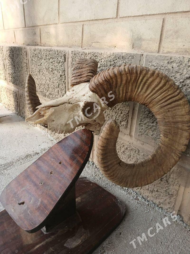 стеклянный столик голова козла - Ашхабад - img 4