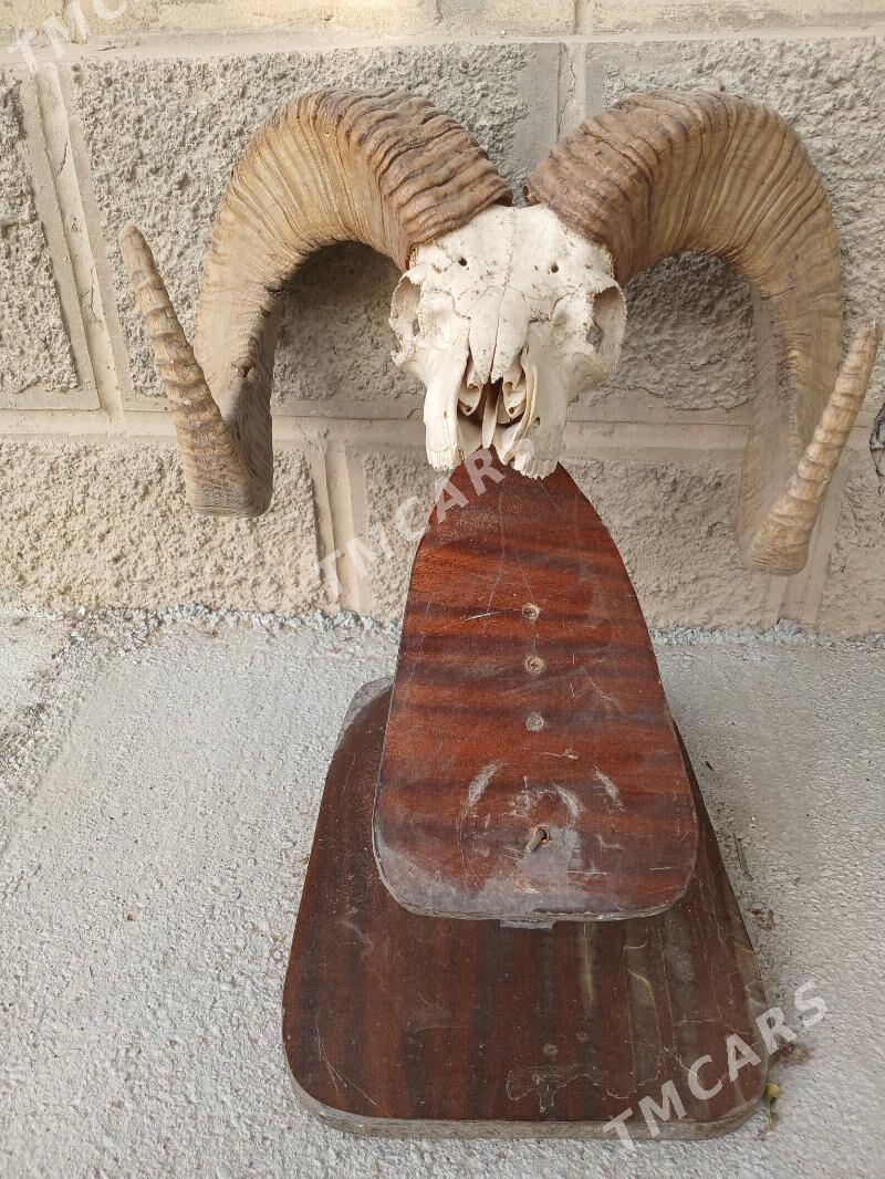 стеклянный столик голова козла - Ашхабад - img 3