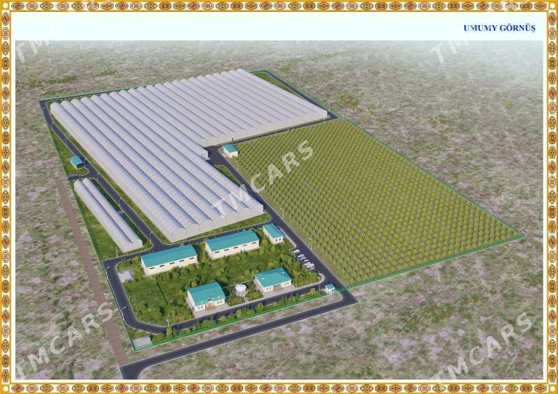 теплица ýyladyşhana - Gyzylarbat - img 1