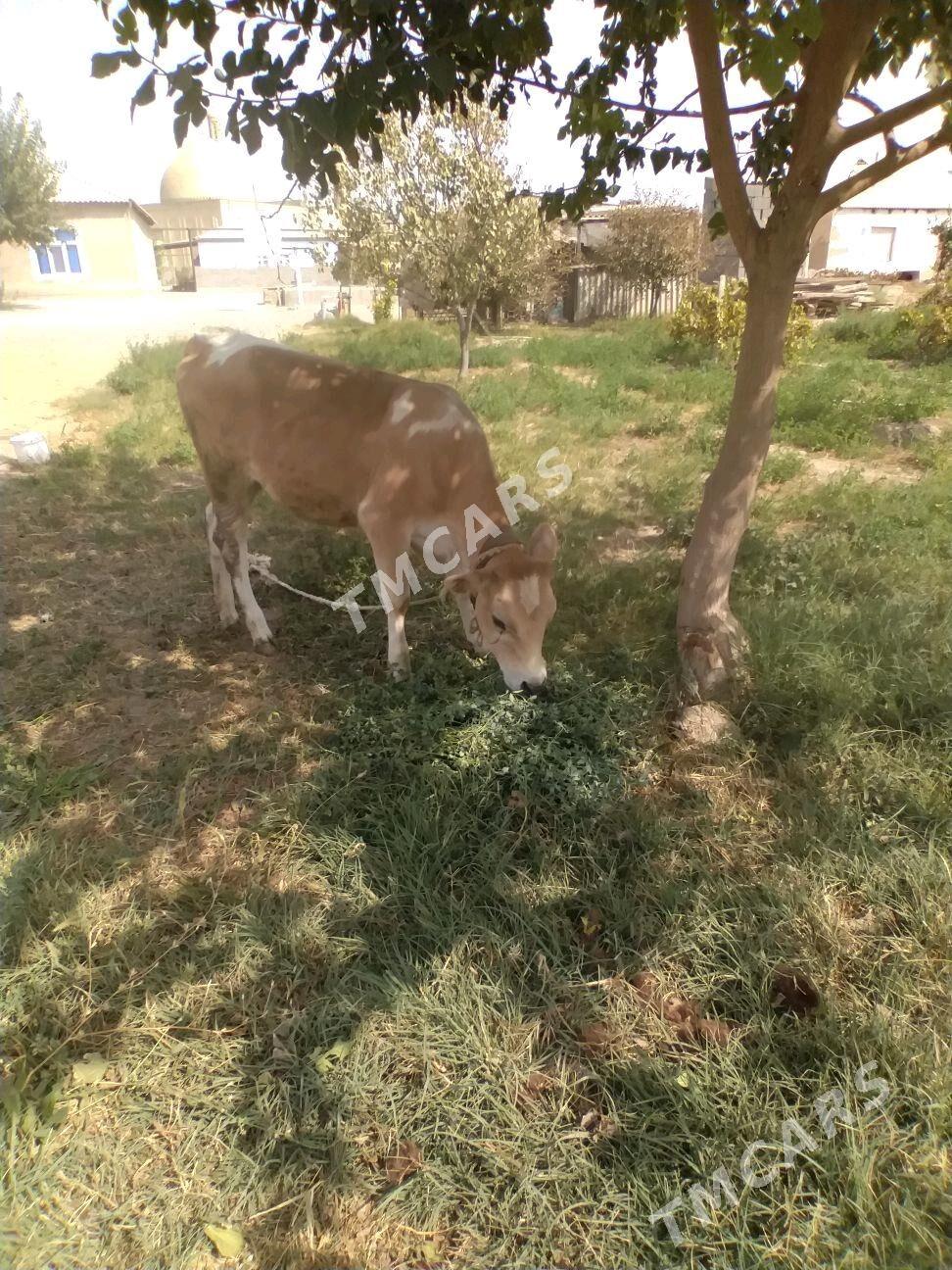 tuwe - Gökdepe - img 3