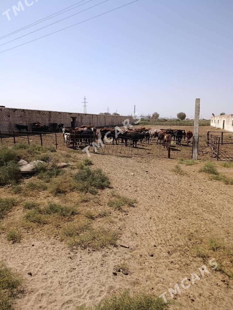 Arenda yer - Мары - img 2