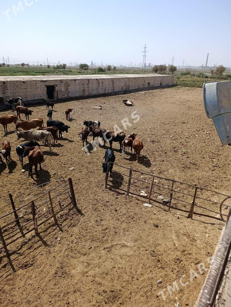 Arenda yer - Мары - img 5