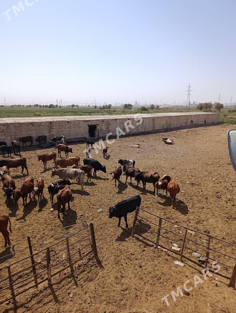 Arenda yer - Мары - img 8