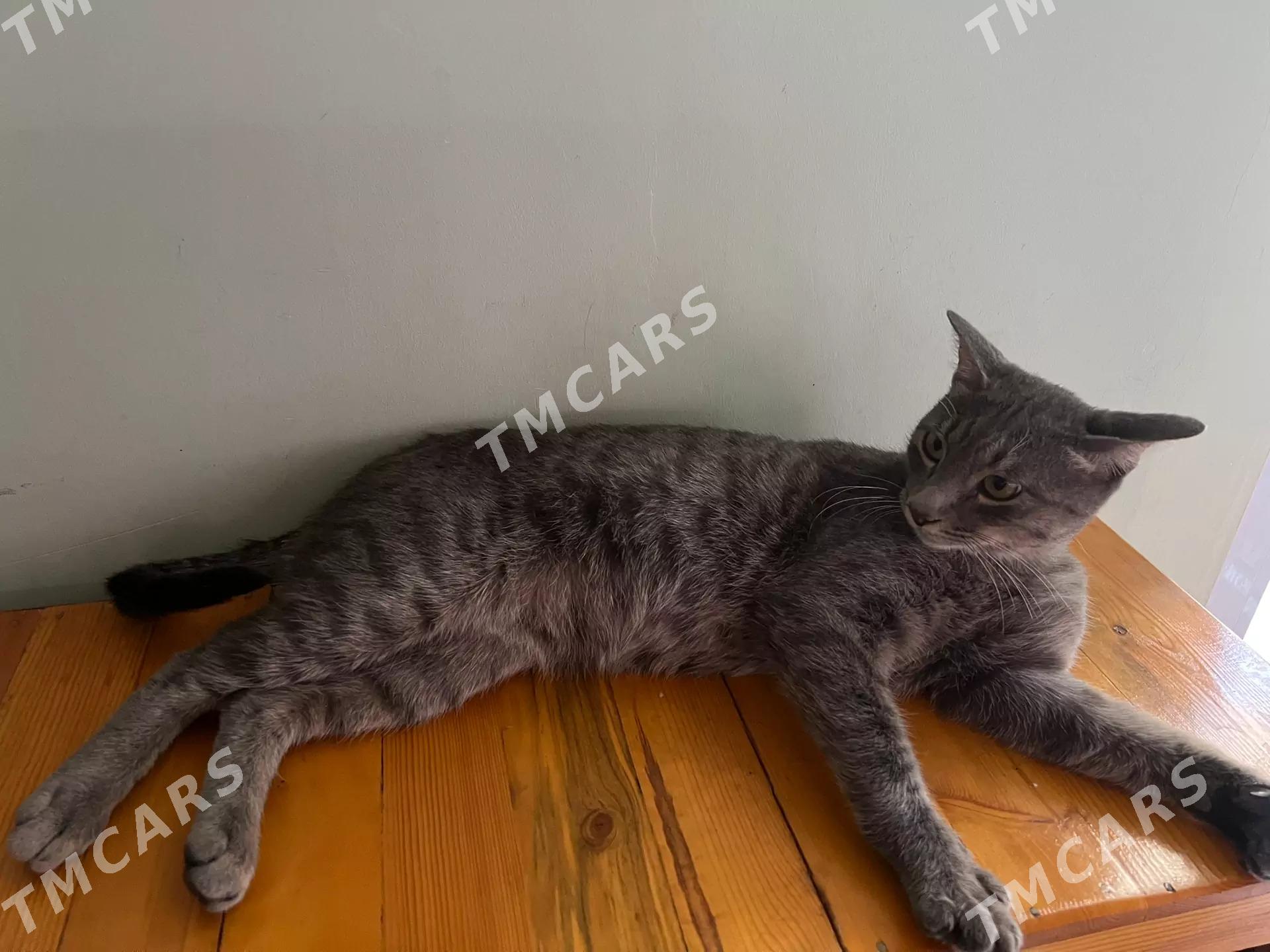 Котик - Türkmenabat - img 3