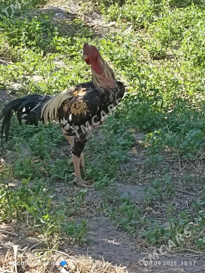 Baysow horaz - Sakar - img 2