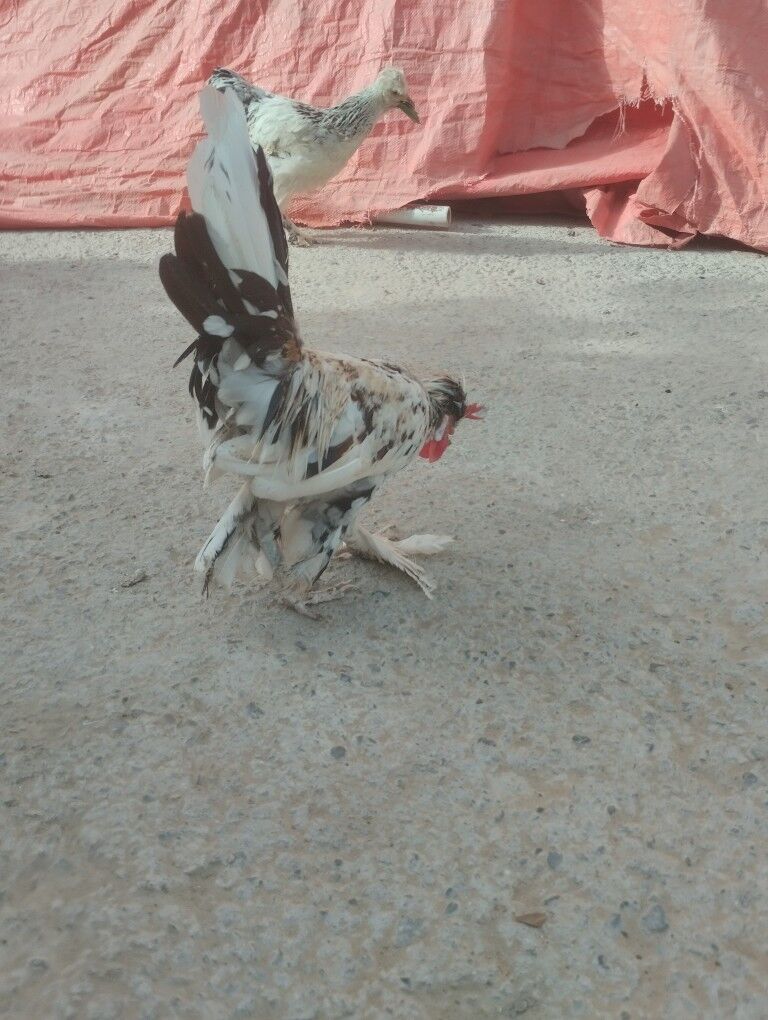 карлик.хораз - Garadamak - img 6