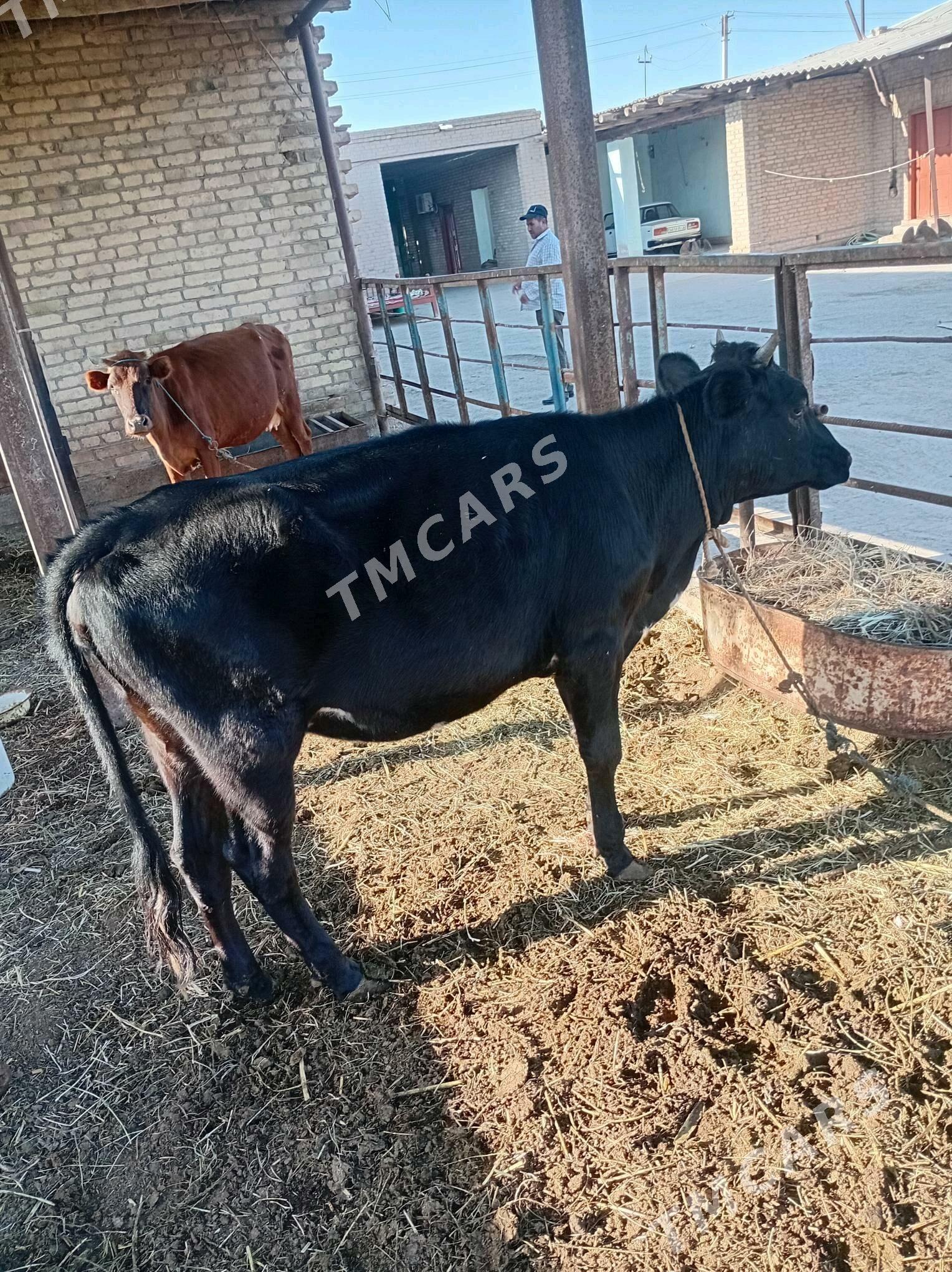 Gunajynlar - Çärjew - img 3