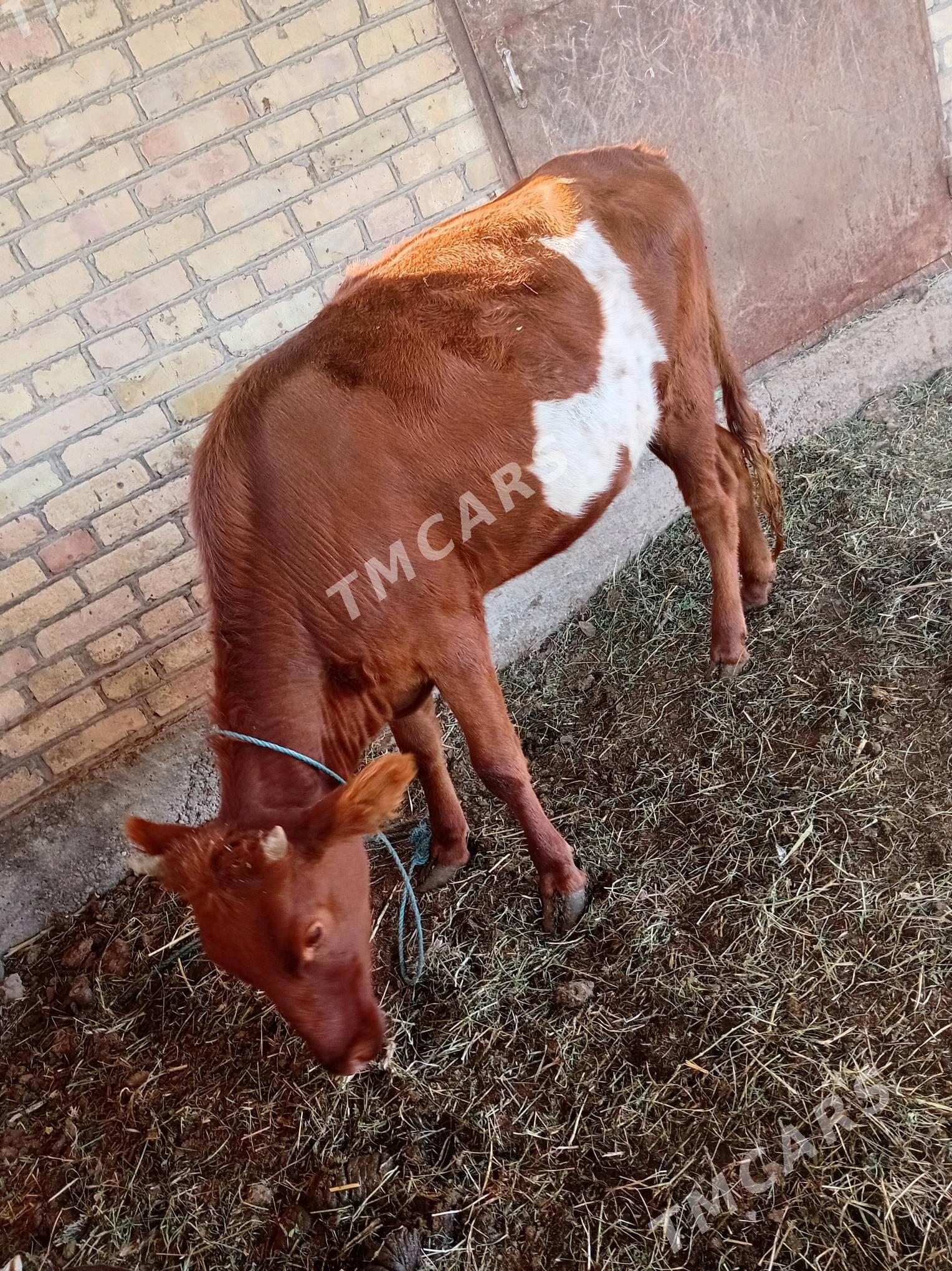 Gunajynlar - Çärjew - img 2
