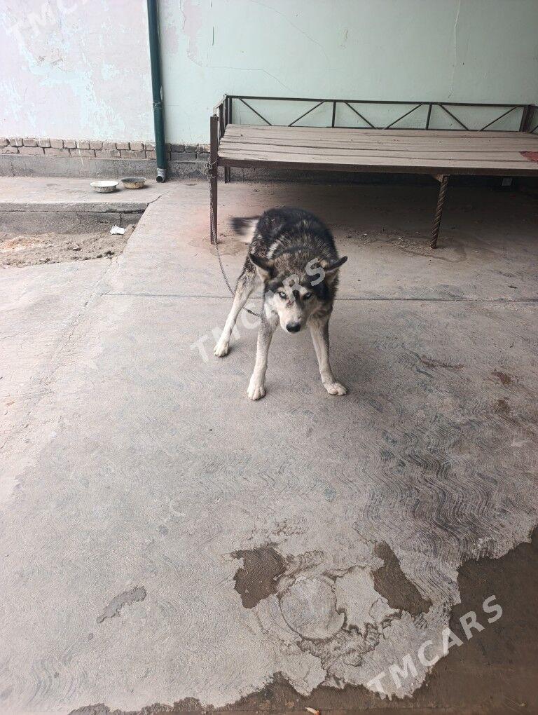 hasaki - Daşoguz - img 2