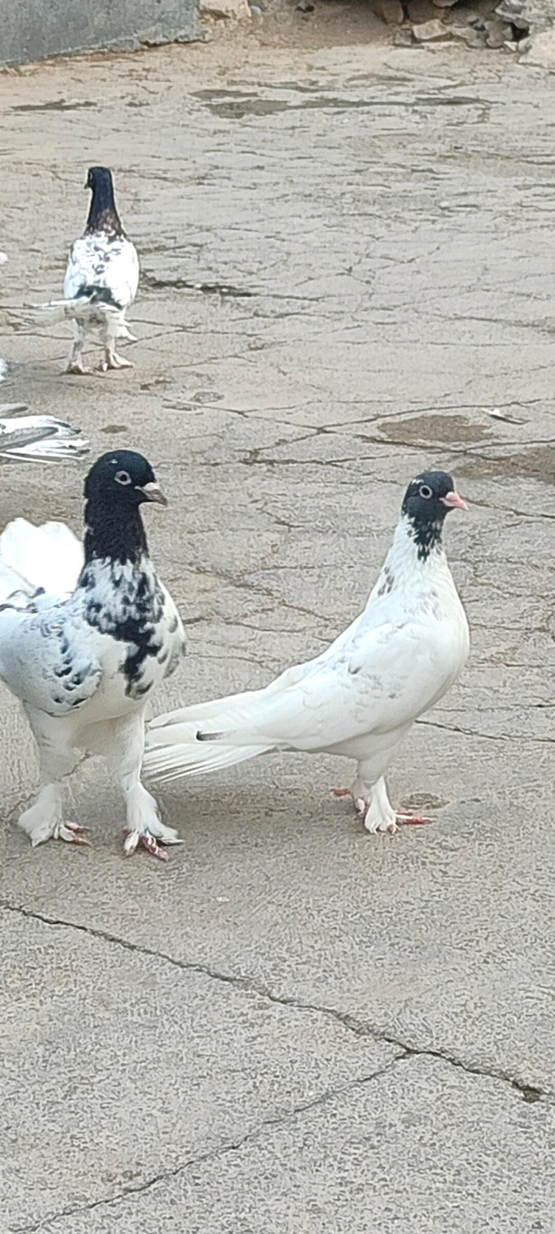 Guşlar - Hitrowka - img 2