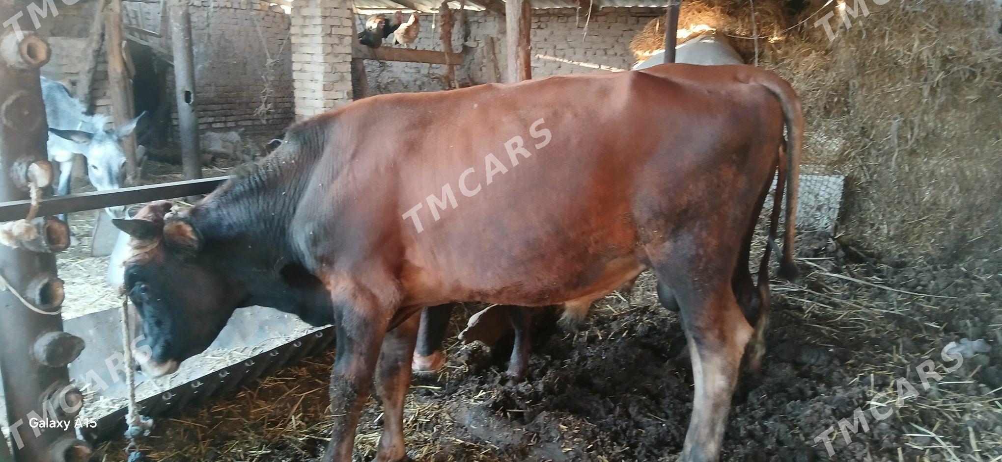 Окуз - Türkmenabat - img 2