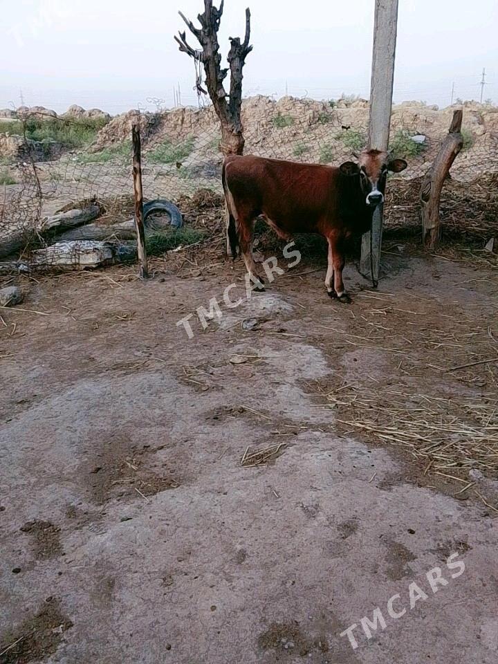 öküz - Ýaşlyk - img 3