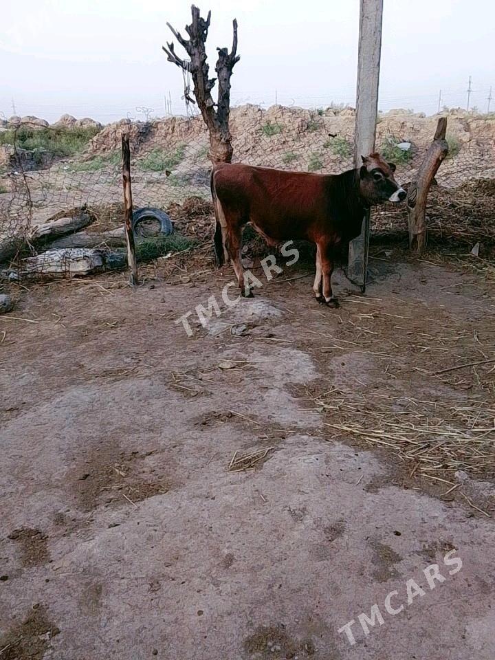 öküz - Ýaşlyk - img 2