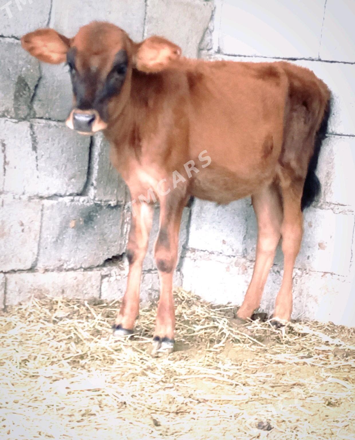 GÖLELİ SYGYR - Gökdepe - img 4