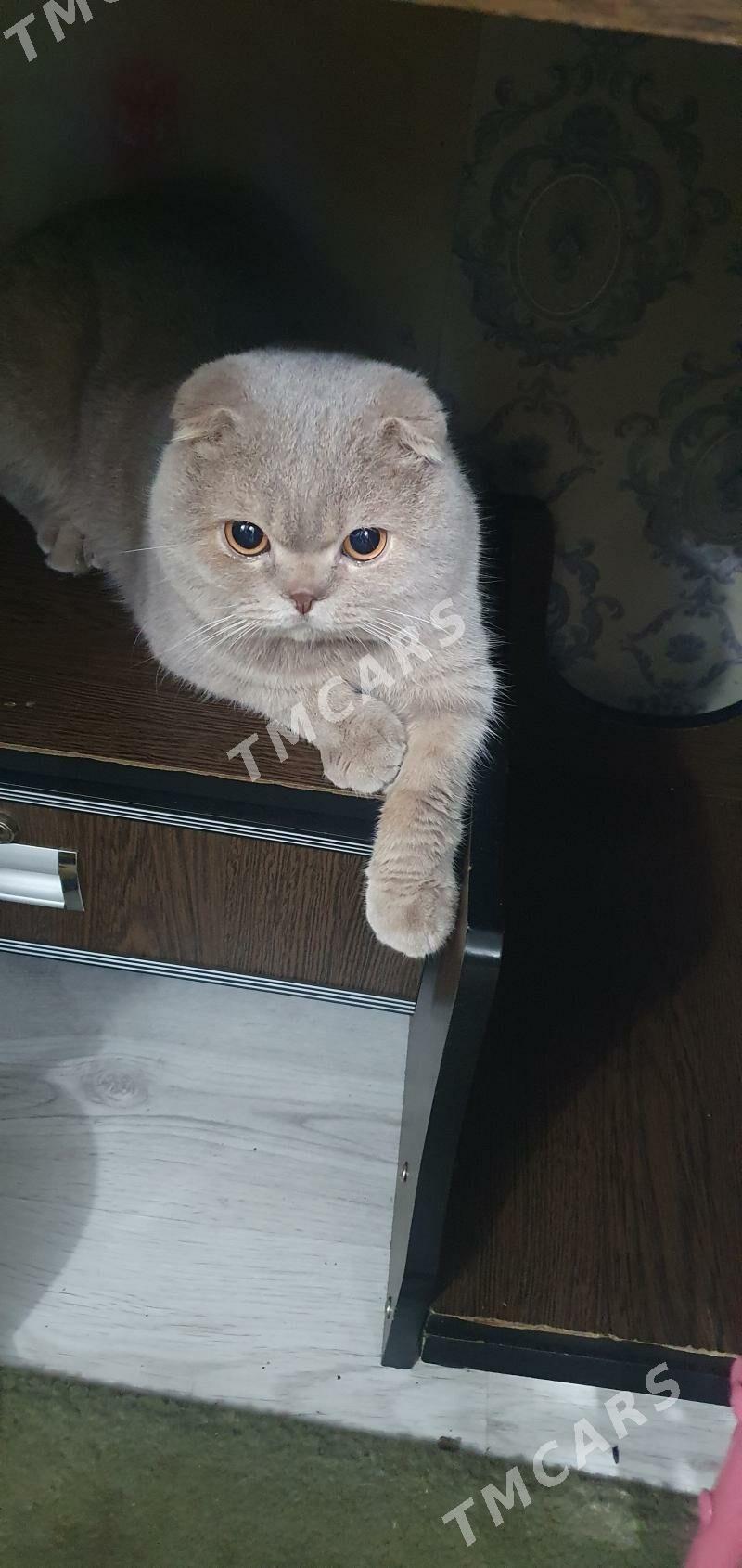 Кошкам кот - Ашхабад - img 2