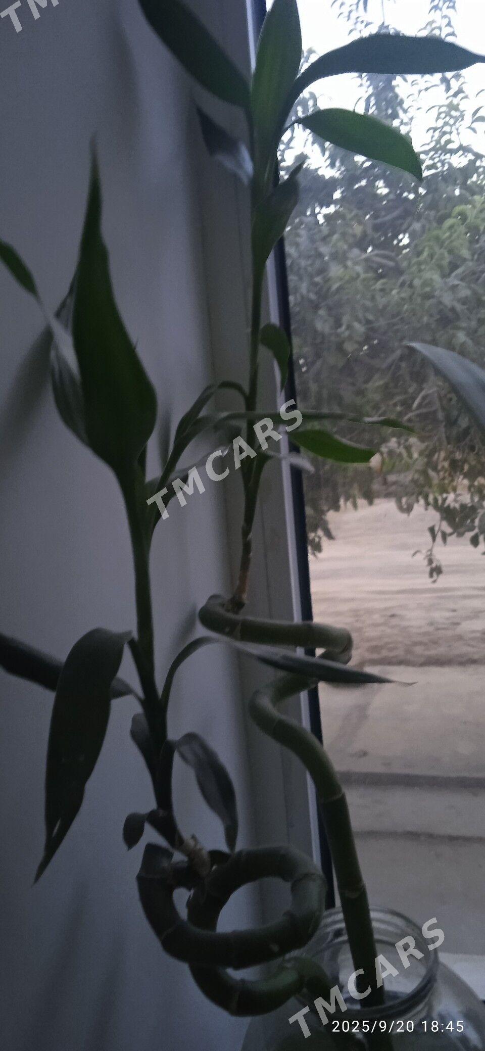 otag gulleri - Керки - img 3