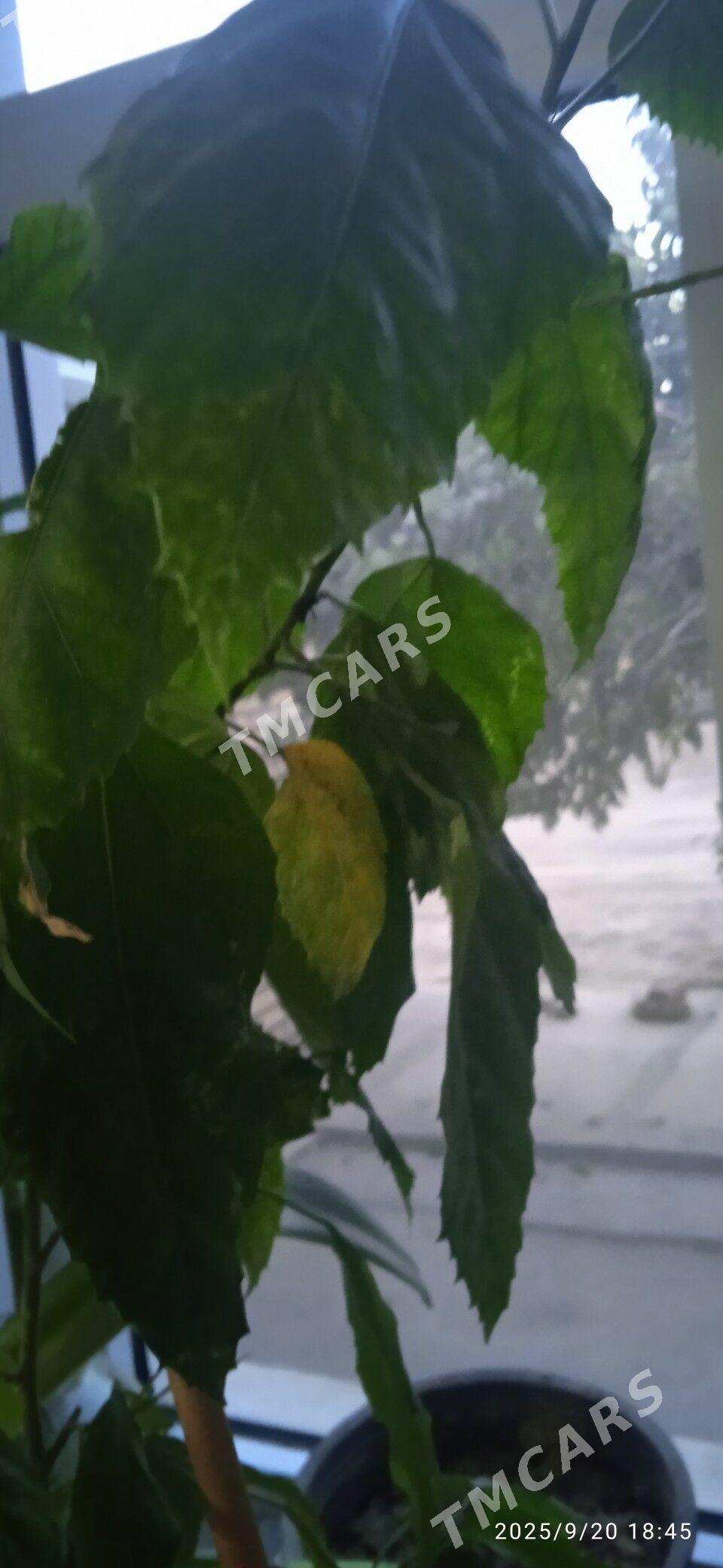 otag gulleri - Керки - img 2