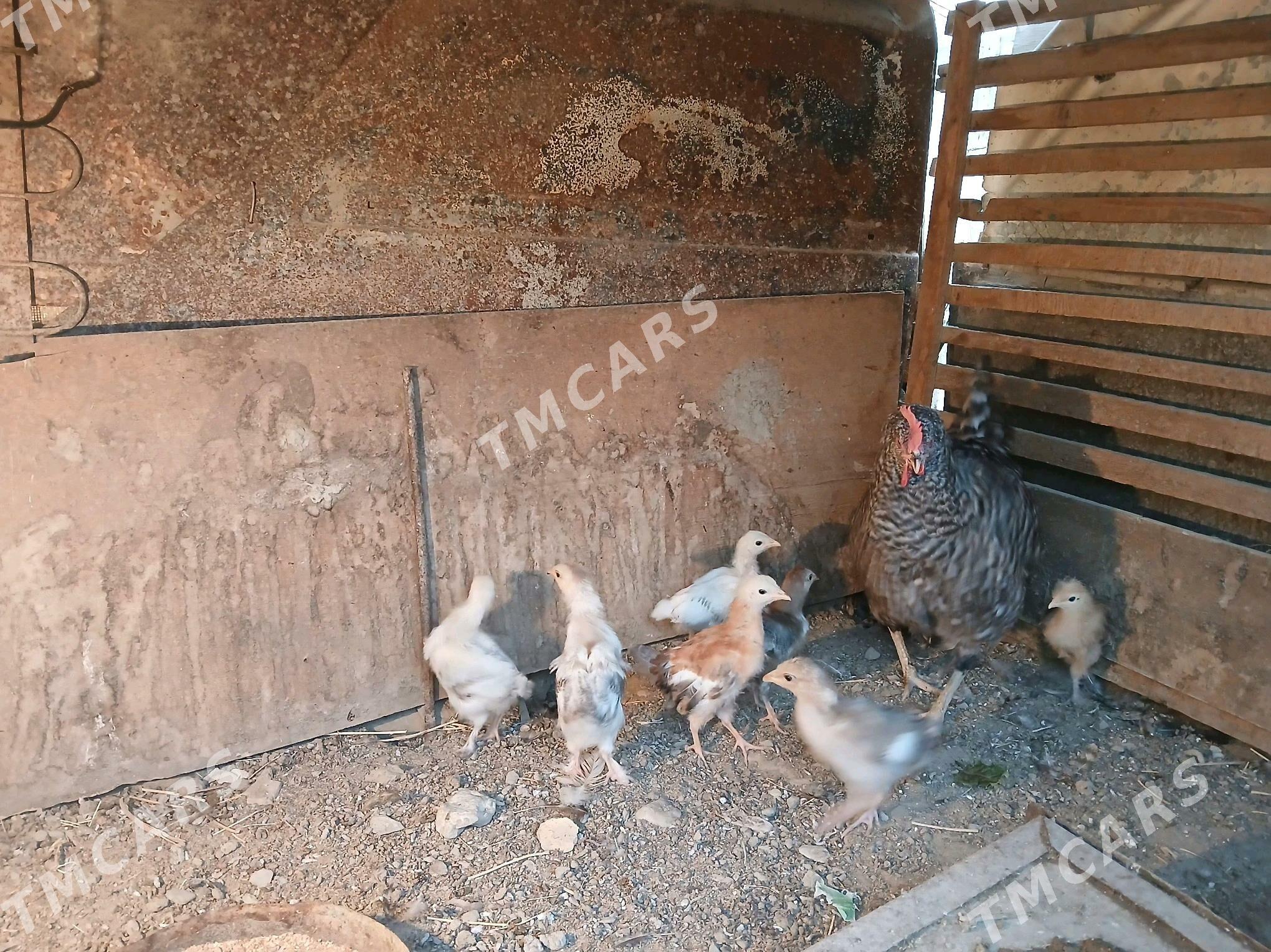 Towuk - Bereket - img 5