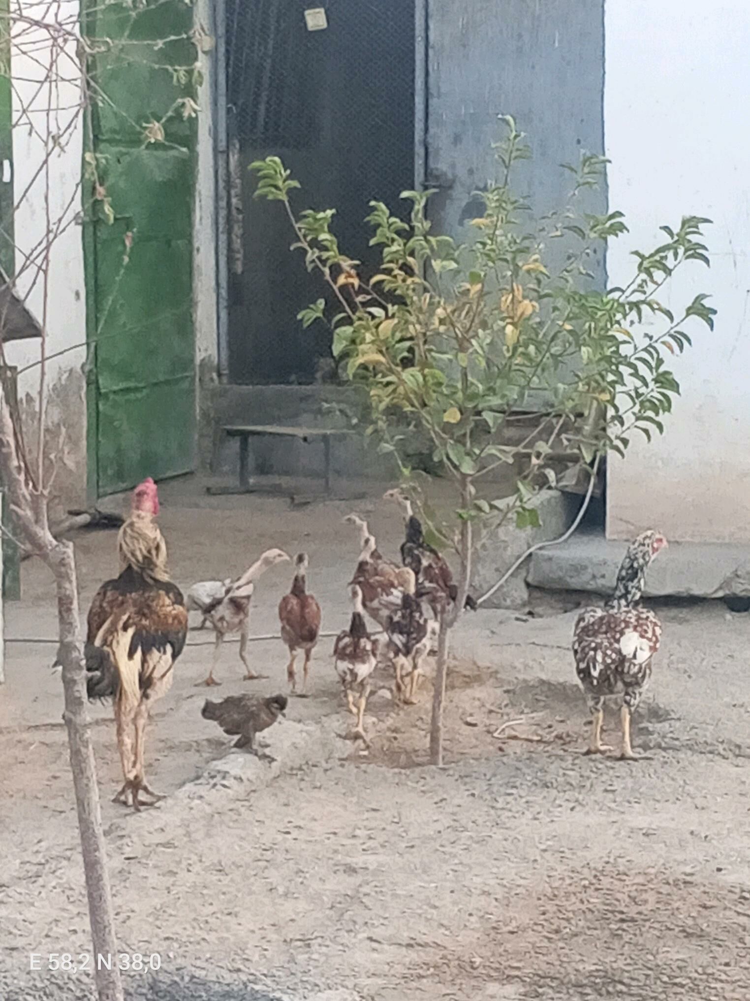 Towuk Taşgent - Gökje - img 2