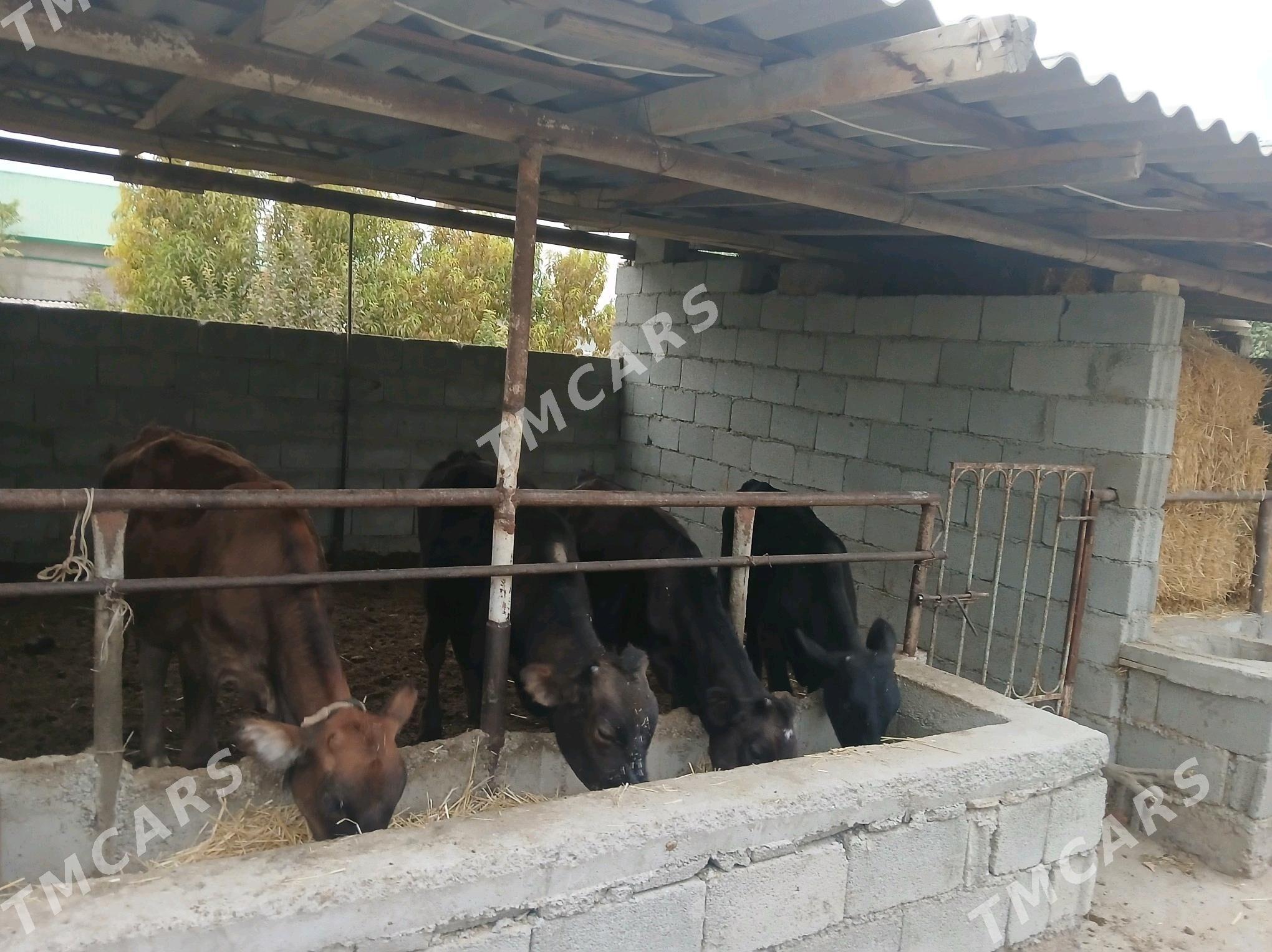 okuzler tuweler 4si bile - Бузмеин - img 2