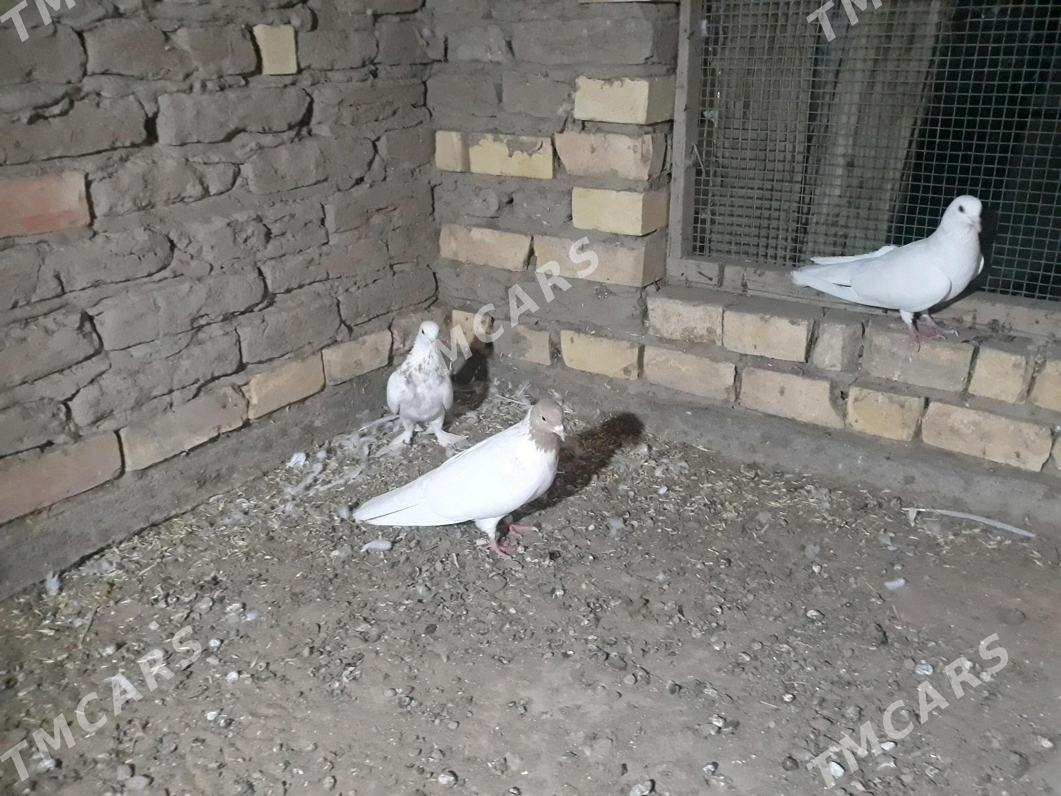 kepderi - Сакарчага - img 3